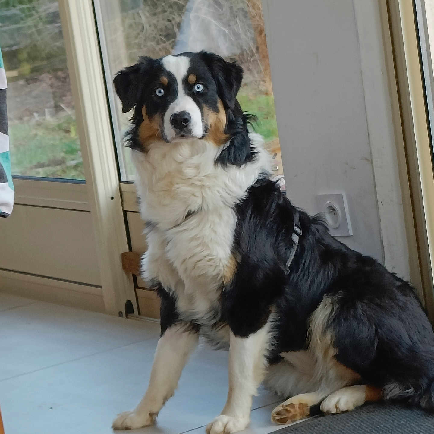 Alfie a rejoint le concours — aidez-le/la à gagner de superbes lots ! alert, animal, black_white_brown_fur, blue_eyes, canine, companion, curious, dog, domestic_animal, fur, glass_door, house, indoor, muzzle, paw, pet, portrait, side_view, sitting, tile_floor