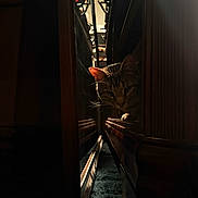 Muddy joined the competition — help win amazing prizes! cat, tabby, furniture, wood, reflection, shadow, whiskers, indoor, curious, peeking, light, dark, narrow_space, carpet, closeup, animal, pet, cozy, mysterious, eyes