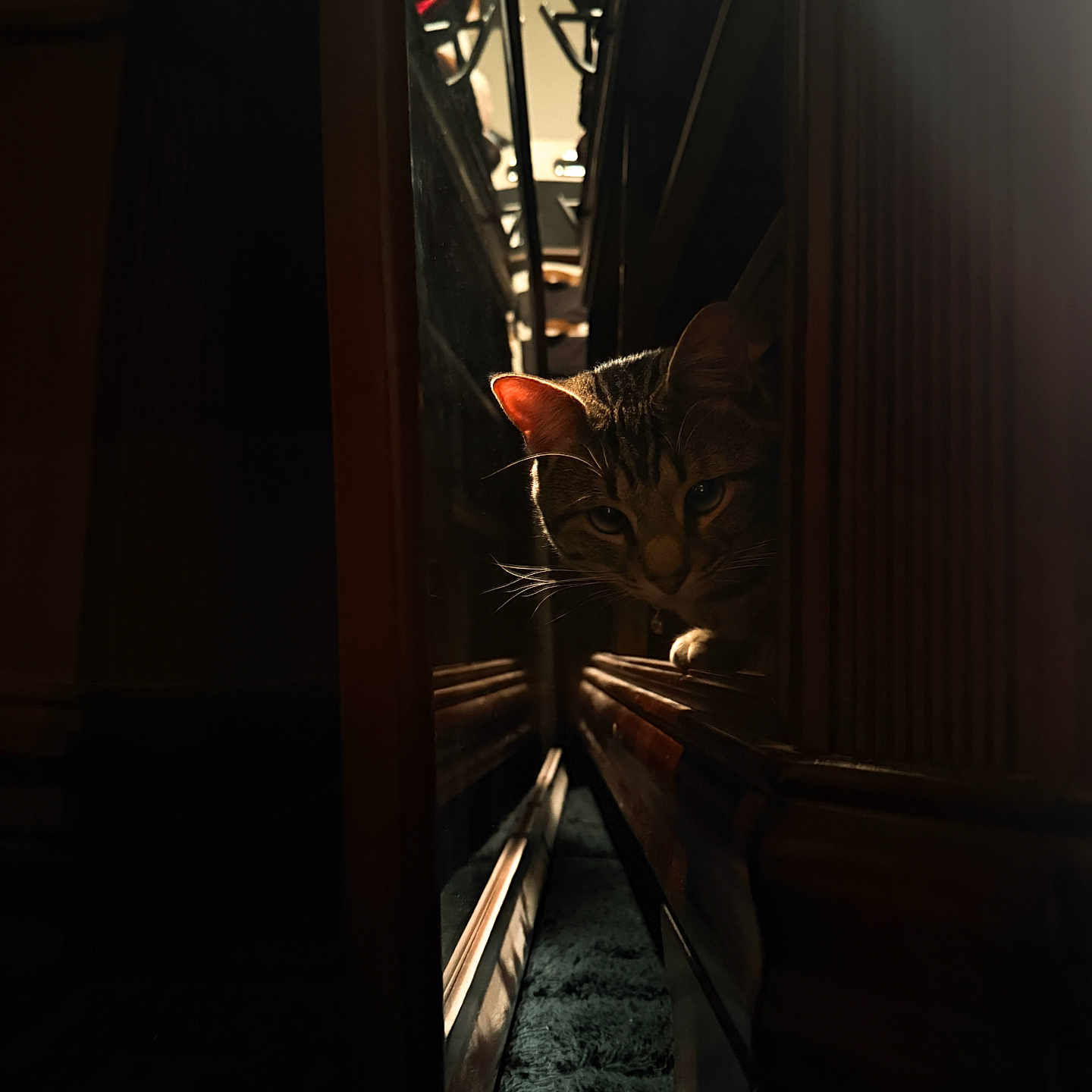 Muddy joined the competition — help win amazing prizes! cat, tabby, furniture, wood, reflection, shadow, whiskers, indoor, curious, peeking, light, dark, narrow_space, carpet, closeup, animal, pet, cozy, mysterious, eyes