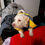 Mamas is registered to the contest to win money with this photo: dog, white_dog, raincoat, yellow_clothing, pet, indoor, clutter, red_surface, furniture, household_items, attentive, scruffy, small_dog, coat, fabric, textile, floor, door, sitting, animal