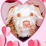 Mamas joined the competition — help win amazing prizes! dog, pet, heart_shape, pink, love, cute, fluffy, portrait, animal, face, ears, nose, background, indoor, decorations, valentines, closeup, furry, adorable, frame