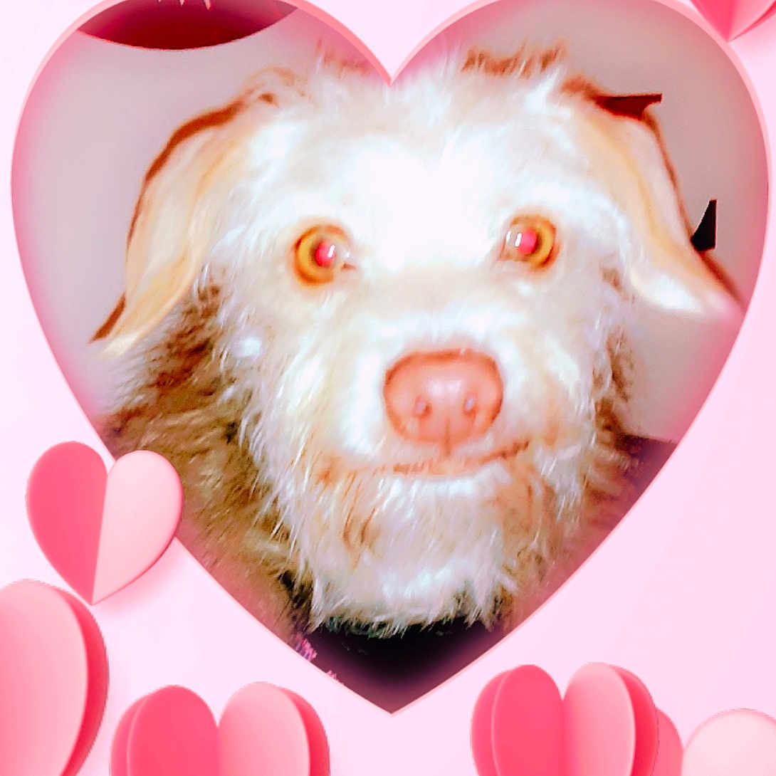 Mamas joined the competition — help win amazing prizes! adorable, animal, background, closeup, cute, decorations, dog, ears, face, fluffy, frame, furry, heart_shape, indoor, love, nose, pet, pink, portrait, valentines