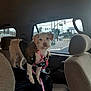 Mamas is registered to the contest to win money with this photo: dog, pet, car, window, jacket, leash, seat, backseat, bag, traffic_light, street, urban, road_sign, animal, fur, curious, standing, inside, daytime, transport