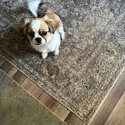 Cookie joined the competition — help win amazing prizes! big_eyes, carpet, curious, cute, dog, ears, floor, fur, home, indoor, looking_up, pet, portrait, puppy, rug, shoe, sitting, small_dog, tail, wood_floor