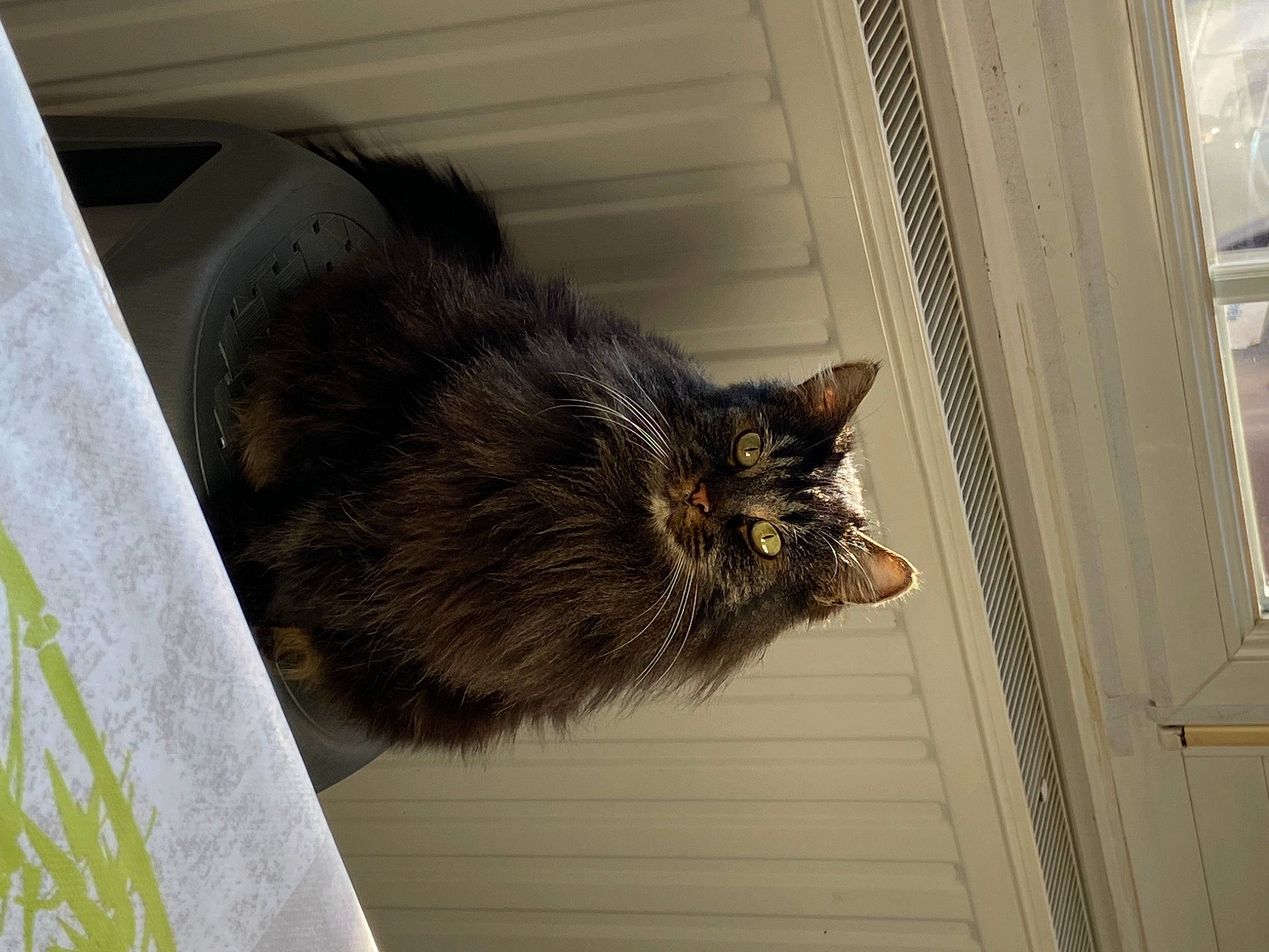 Noé participe au concours pour gagner de l'argent avec cette photo : carnivore, cat, domestic_short_haired_cat, felidae, fur, small_to_medium_sized_cats, snout, tail, terrestrial_animal, whiskers, window, wood