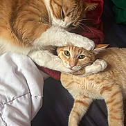 Mochy And Merlin joined the competition — help win amazing prizes! animal, bed, blanket, cat, closeup, cozy, cute, domestic_cat, feline, fur, indoor, orange_cat, paw, pet, playful, resting, sleepy, two_animals, white_cat, wrestling
