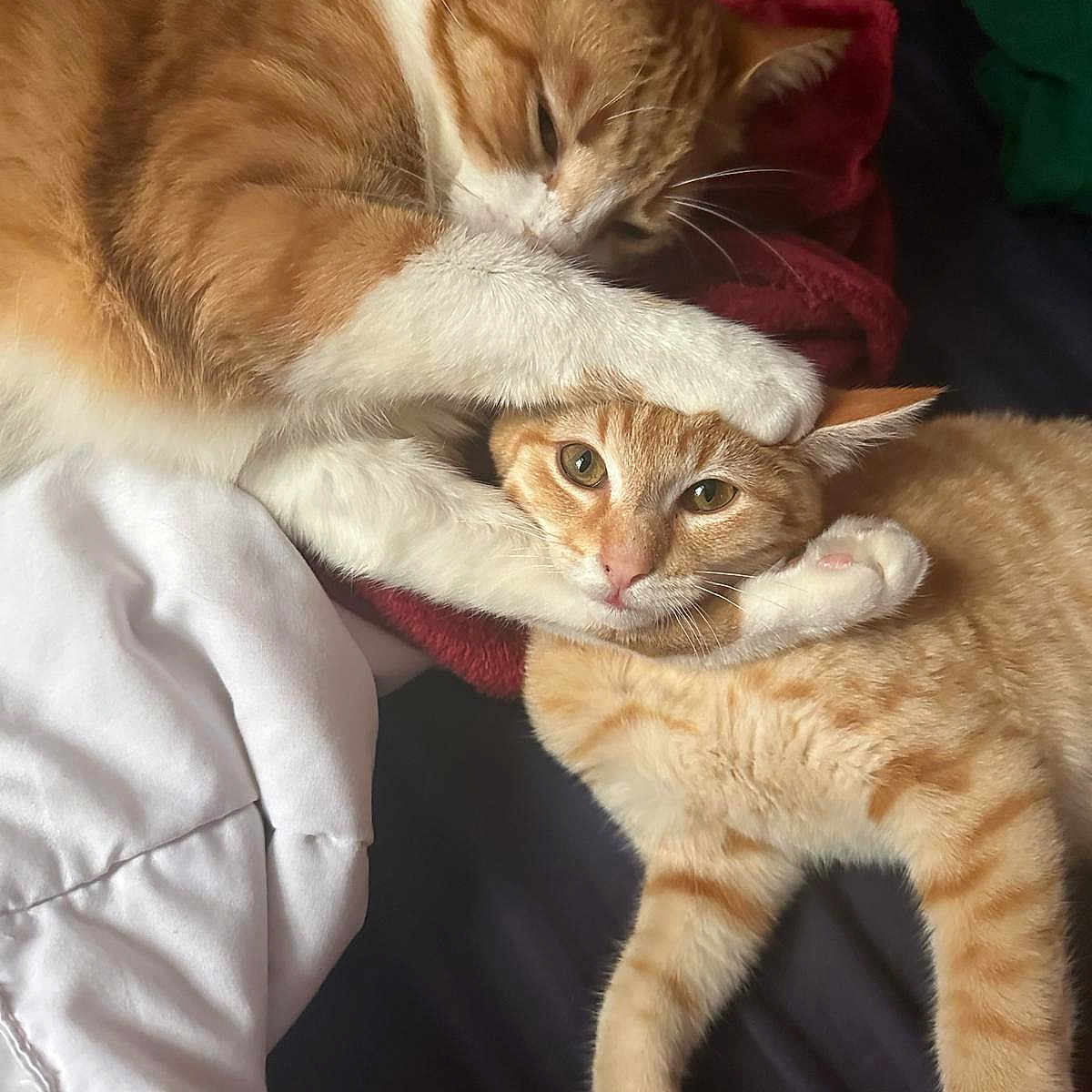 Mochy And Merlin joined the competition — help win amazing prizes! animal, bed, blanket, cat, closeup, cozy, cute, domestic_cat, feline, fur, indoor, orange_cat, paw, pet, playful, resting, sleepy, two_animals, white_cat, wrestling