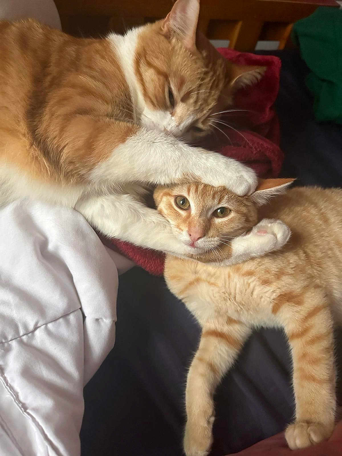 Mochy And Merlin joined the competition — help win amazing prizes! animal, bed, blanket, cat, closeup, cozy, cute, domestic_cat, feline, fur, indoor, orange_cat, paw, pet, playful, resting, sleepy, two_animals, white_cat, wrestling