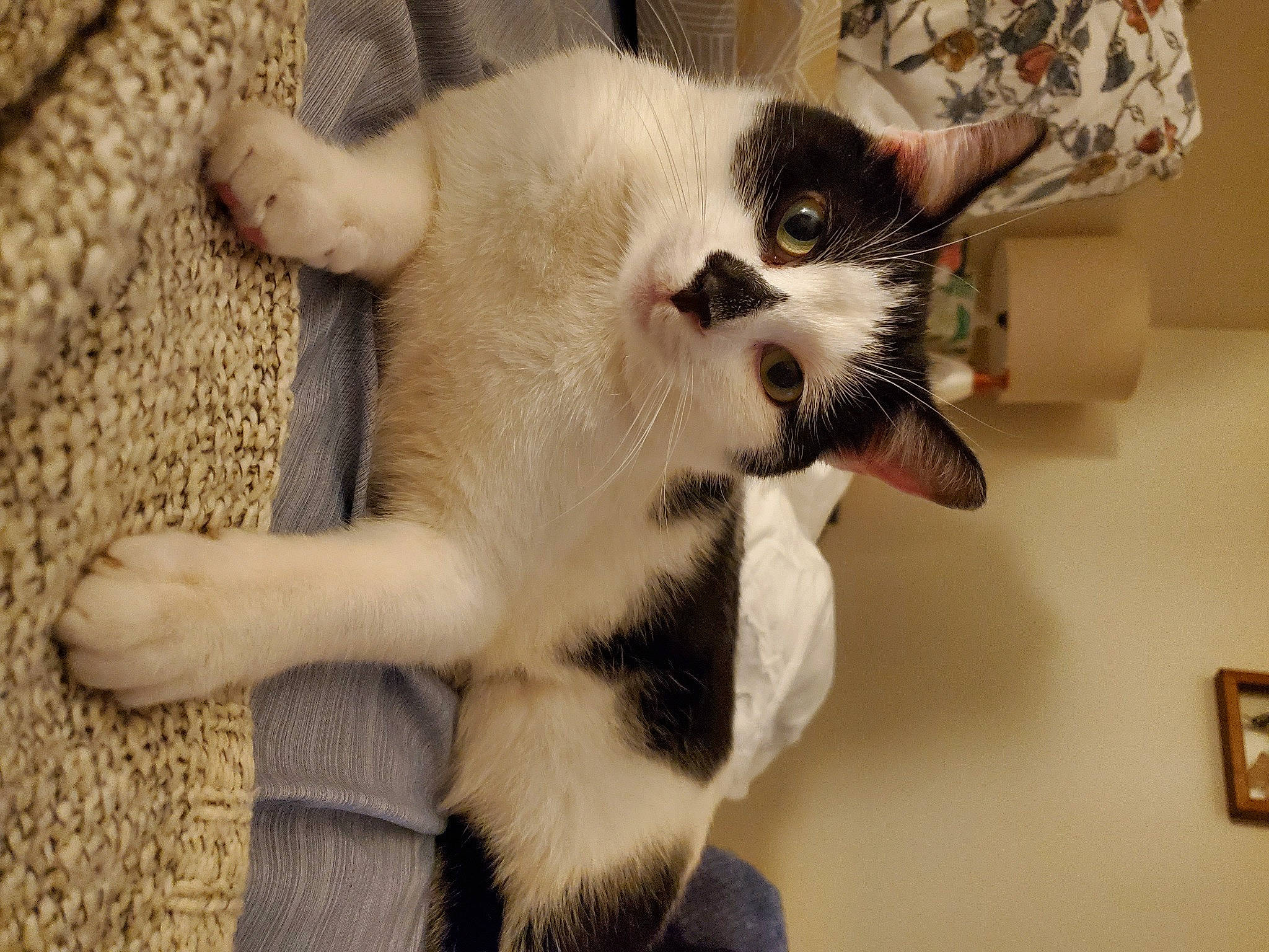 Kevin joined the competition — help win amazing prizes! carnivore, cat, claw, comfort, companion_dog, domestic_short_haired_cat, fawn, felidae, fur, paw, picture_frame, small_to_medium_sized_cats, snout, tail, whiskers