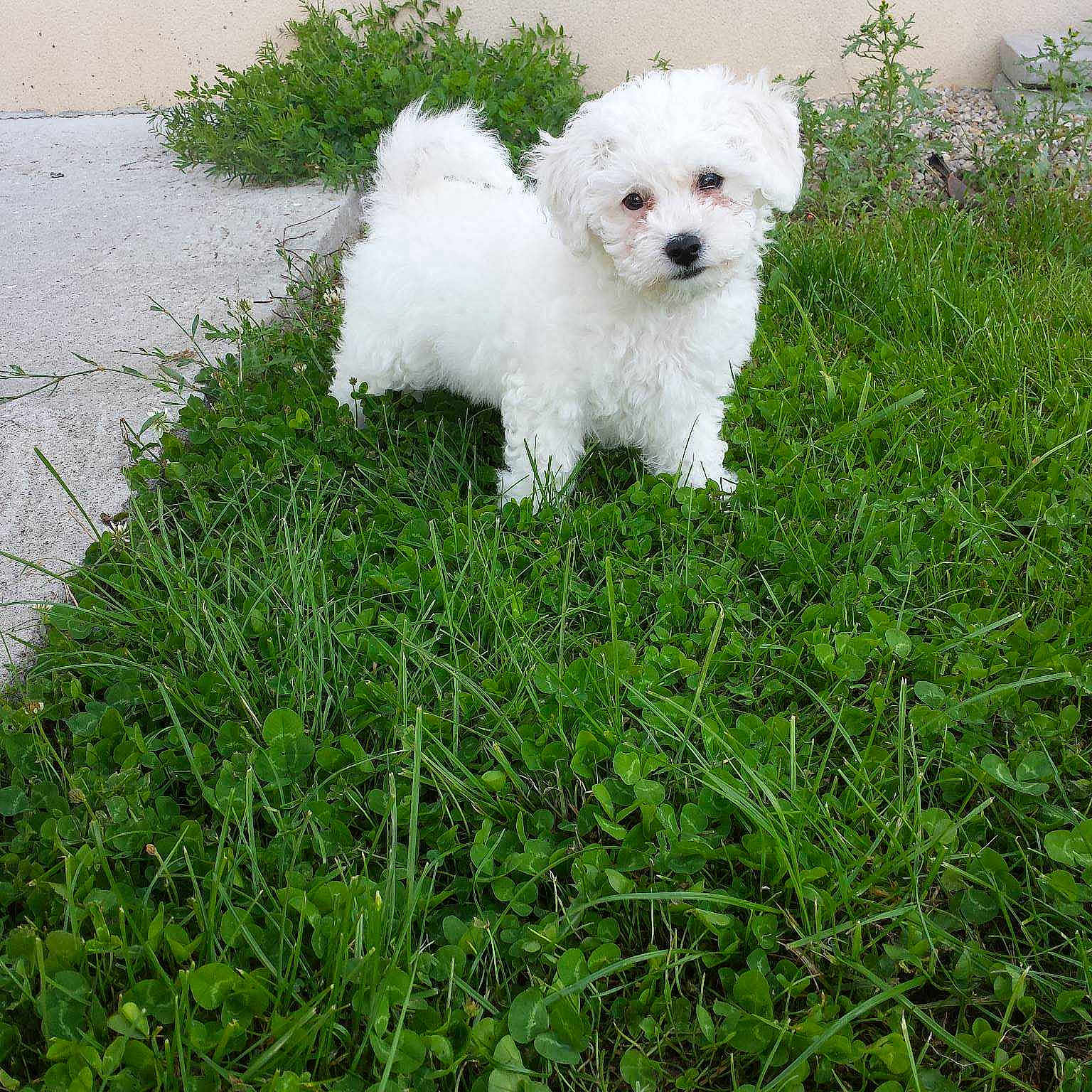 Junior