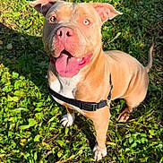 Macha participe au concours pour gagner de l'argent avec cette photo : dog, pitbull, tan_coat, harness, tongue_out, happy, outdoor, grass, sunlight, greenery, pet, canine, portrait, smiling, paws, muzzle, eyes, sitting, backyard, playful
