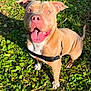dog, pitbull, tan_coat, harness, tongue_out, happy, outdoor, grass, sunlight, greenery, pet, canine, portrait, smiling, paws, muzzle, eyes, sitting, backyard, playful