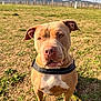 dog, pitbull, pet, outdoor, grass, field, harness, brown_coat, white_chest, close_up, portrait, ears, eyes, nose, paws, sitting, sunlight, fence, sky, drool