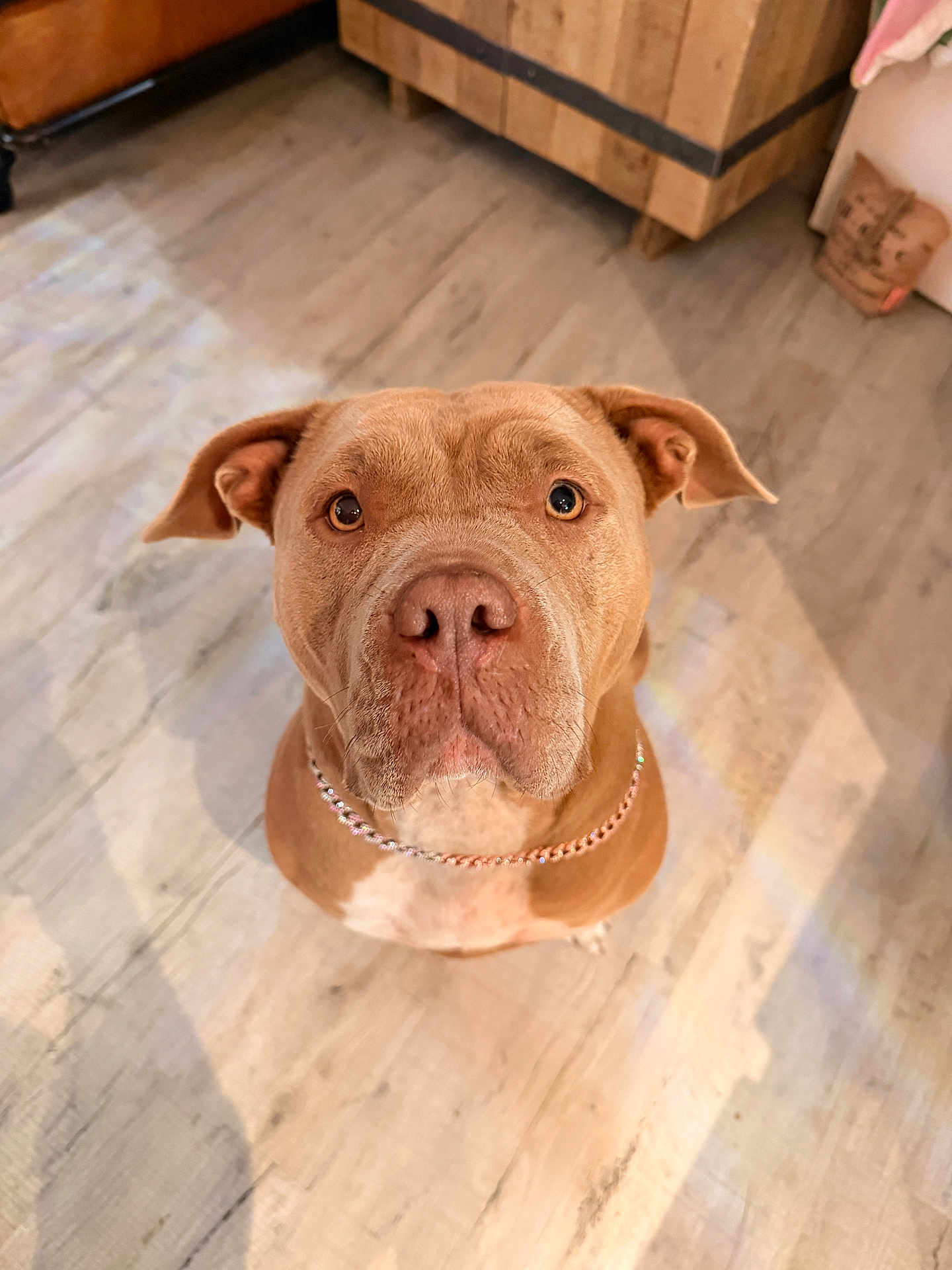 Macha participe au concours pour gagner de l'argent avec cette photo : dog, pitbull, brown_dog, dog_face, collar, indoor, wood_floor, pet, looking_up, big_eyes, short_fur, ears, nose, muzzle, portrait, companion, closeup, cute, well_lit, obedient