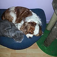 Calin participe au concours pour gagner de l'argent avec cette photo :