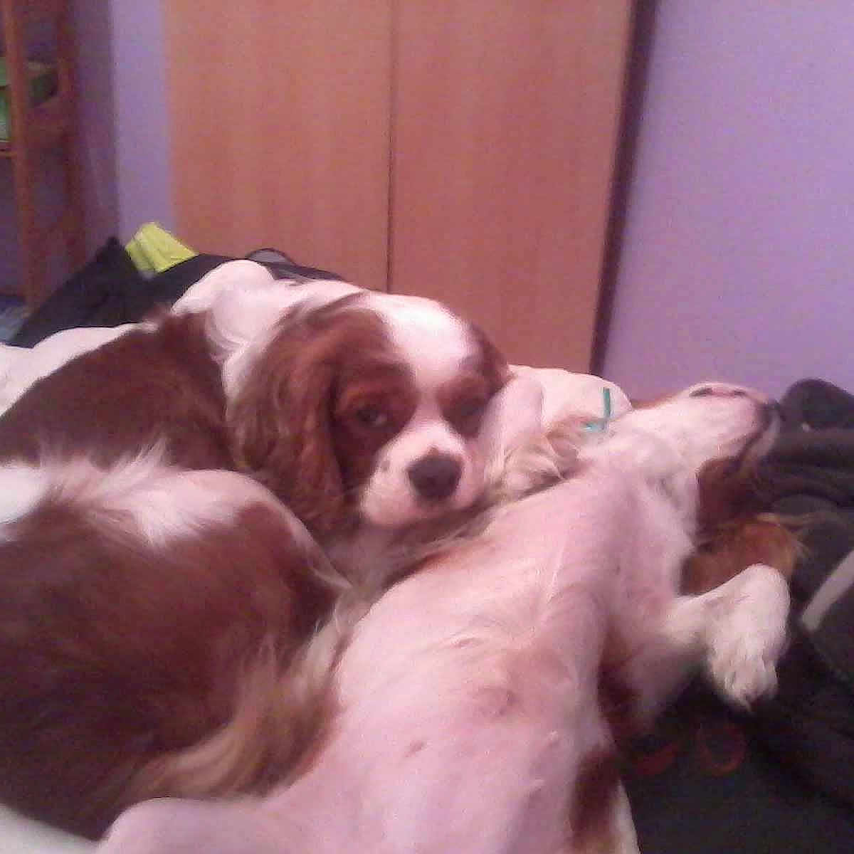 Calin