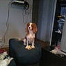 Gribouille participe au concours pour gagner de l'argent avec cette photo :