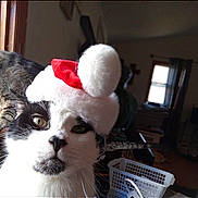 Teddy joined the competition — help win amazing prizes! cat, black_and_white, santa_hat, indoor, window, laundry_basket, curious, pet, animal, feline, whiskers, close_up, domestic, face, headwear, holiday, cozy, household, domestic_cat, cute
