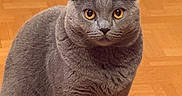 Ugo a rejoint le concours — aidez-le/la à gagner de superbes lots ! amber_eyes, animal, cat, closeup, cute, domestic_cat, ears, feline, fur, gray_cat, indoor, looking_at_camera, mammal, parquet, pet, portrait, sitting, tail, whiskers, wooden_floor