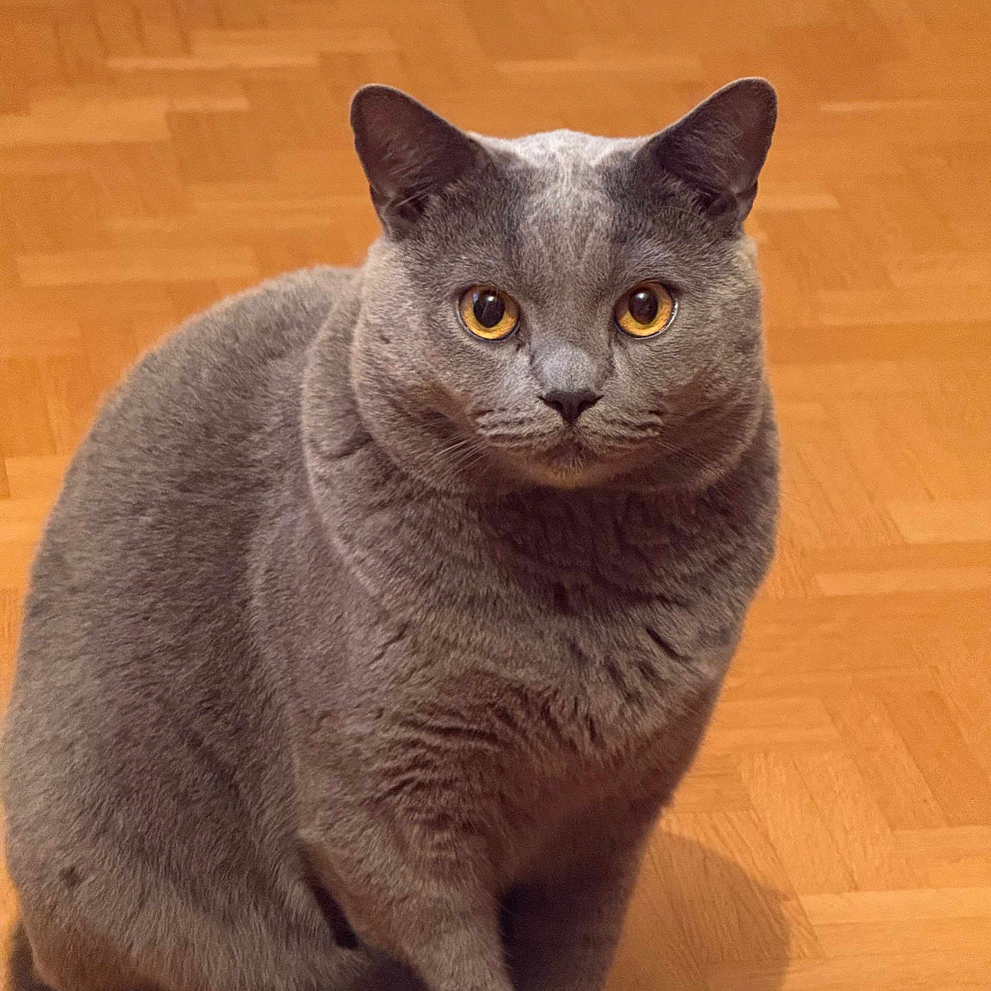 Ugo a rejoint le concours — aidez-le/la à gagner de superbes lots ! cat, gray_cat, pet, feline, animal, indoor, wooden_floor, parquet, sitting, looking_at_camera, amber_eyes, fur, whiskers, ears, tail, domestic_cat, cute, portrait, closeup, mammal