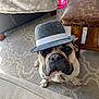 bulldog, carpet, costume, couch, cute, dog, eyes, fedora, french_bulldog, furniture, hat, indoor, looking_up, nose, ottoman, paw, pet, pet_accessory, portrait, whiskers