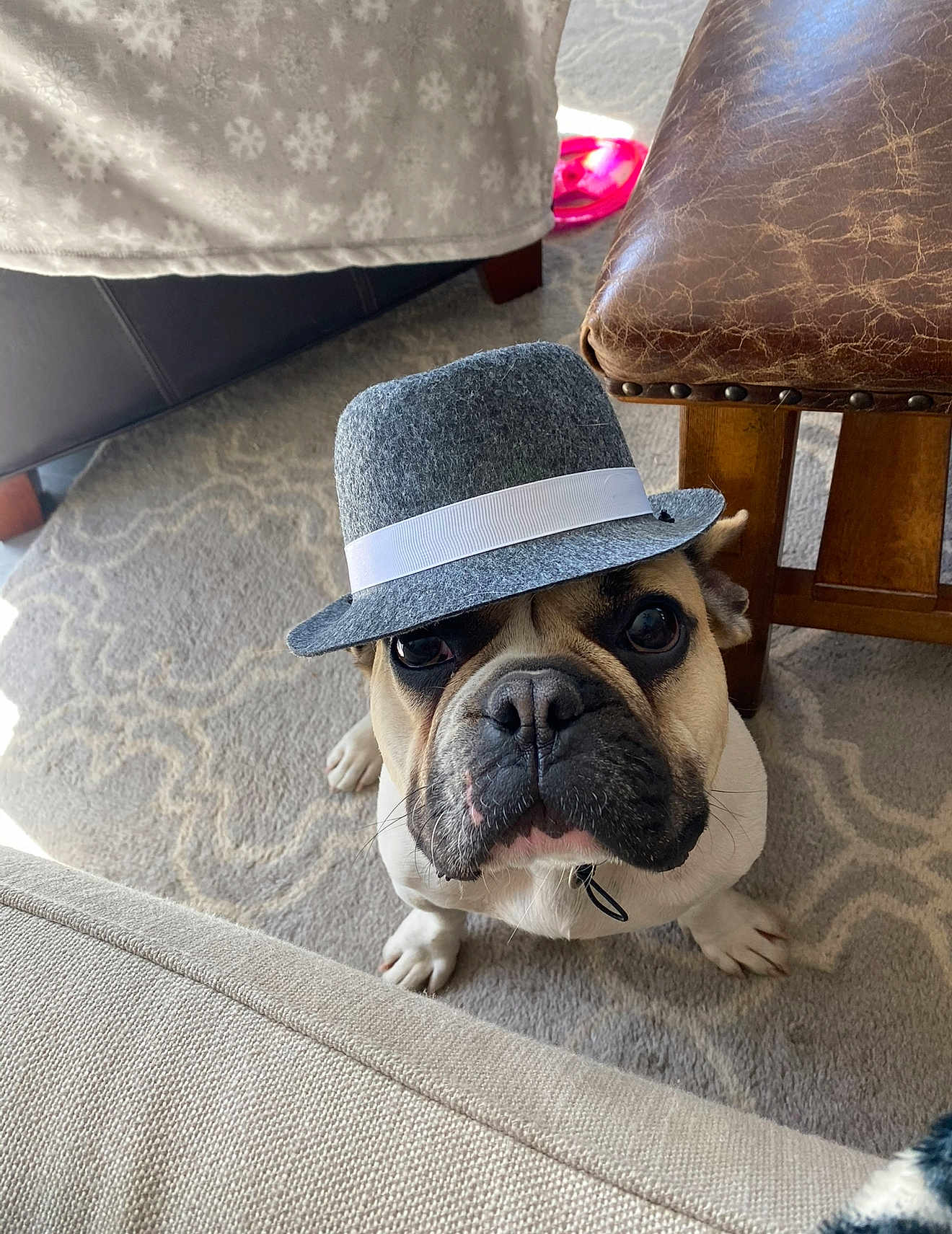 Jax Hurtado joined the competition — help win amazing prizes! bulldog, carpet, costume, couch, cute, dog, eyes, fedora, french_bulldog, furniture, hat, indoor, looking_up, nose, ottoman, paw, pet, pet_accessory, portrait, whiskers