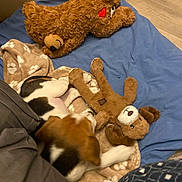 Akita a rejoint le concours — aidez-le/la à gagner de superbes lots ! animal, beagle, black, blanket, blue_blanket, brown, brown_toy, cozy, dog, floor, indoor, pet, playful, plush_toy, puppy, soft_toy, stuffed_toy, teddy_bear, white, wooden_floor