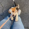 Akita participe au concours pour gagner de l'argent avec cette photo : animal, asphalt, casual_clothing, climbing, cute, dog, jeans, leash, legs, outdoor, person, pet, playful, puppy, shadow, small_dog, sneakers, sunlight, walking, young_dog