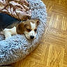 Akita participe au concours pour gagner de l'argent avec cette photo : animal, beagle, blanket, closeup, cozy, cute, dog, domestic_animal, ear, fluffy, fur, indoor, parquet_floor, pet_bed, puppy, resting, sleeping, snout, wooden_floor, young_dog