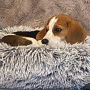 Akita a rejoint le concours — aidez-le/la à gagner de superbes lots ! dog, puppy, beagle, pet, animal, resting, bed, blanket, fluffy, fur, nose, ear, face, closeup, cozy, indoor, cuddly, sleeping, pillow, soft_texture