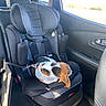 Akita participe au concours pour gagner de l'argent avec cette photo : animal, black, car_interior, car_seat, comfort, companion, cute, dog, domestic_animal, gray, harness, leash, pet, resting, seatbelt, sleeping, sunlight, travel, vehicle, window