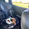 Akita participe au concours pour gagner de l'argent avec cette photo : animal, beagle, black_seat, car_interior, car_seat, child_seat, countryside, daytime, dog, harness, inside_car, leather, pet, puppy, resting, seat_belt, sleeping, sunlight, travel, window