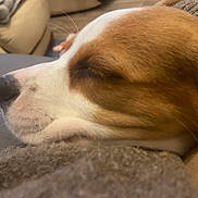 Akita a rejoint le concours — aidez-le/la à gagner de superbes lots ! animal, blanket, brown_and_white, calm, close_up, comfort, cozy, dog, fur_texture, furry, indoor, nose, pet, relaxed, resting, side_profile, sleeping, snout, soft, whiskers