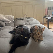 Princesse participe au concours pour gagner de l'argent avec cette photo : black_cat, tabby_cat, cats, couch, living_room, pet, animal, feline, indoor, relaxing, cozy, fur, yellow_eyes, curious, stretching, window_light, home, furniture, wooden_floor, pillows