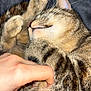 cat, tabby, sleeping, paw, whiskers, fur, hand, human, closeup, cozy, relaxation, pet, domestic_animal, playful, resting, indoor, cute, feline, animal, soft