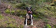 Sky a rejoint le concours — aidez-le/la à gagner de superbes lots ! dog, forest, tree_stump, moss, leaves, nature, outdoor, animal, canine, tree, greenery, hiking, adventure, happy, pet, tongue_out, woods, sitting, collar, harness