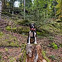 dog, forest, tree_stump, moss, leaves, nature, outdoor, animal, canine, tree, greenery, hiking, adventure, happy, pet, tongue_out, woods, sitting, collar, harness
