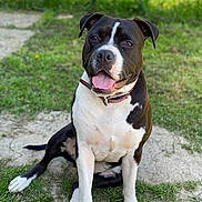 Sky a rejoint le concours — aidez-le/la à gagner de superbes lots ! dog, black_and_white, sitting, outdoor, grass, stone, collar, pet, canine, tongue_out, happy, animal, friendly, daylight, nature, ears, face, fur, muzzle, paw