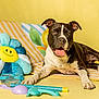 dog, black_and_white, tongue_out, happy, plush_pillow, smiling_face, flower_pillow, striped_towel, yellow_background, beach_toys, goggles, bucket, indoor, pet, laying_down, playful, summer, colorful, cheerful, closeup