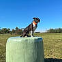 Sky participe au concours pour gagner de l'argent avec cette photo : dog, black_and_white, orange_collar, hay_bale, field, grass, outdoor, sunny, blue_sky, nature, animal, pet, sitting, canine, rural, daytime, fence, tree, shadows, peaceful