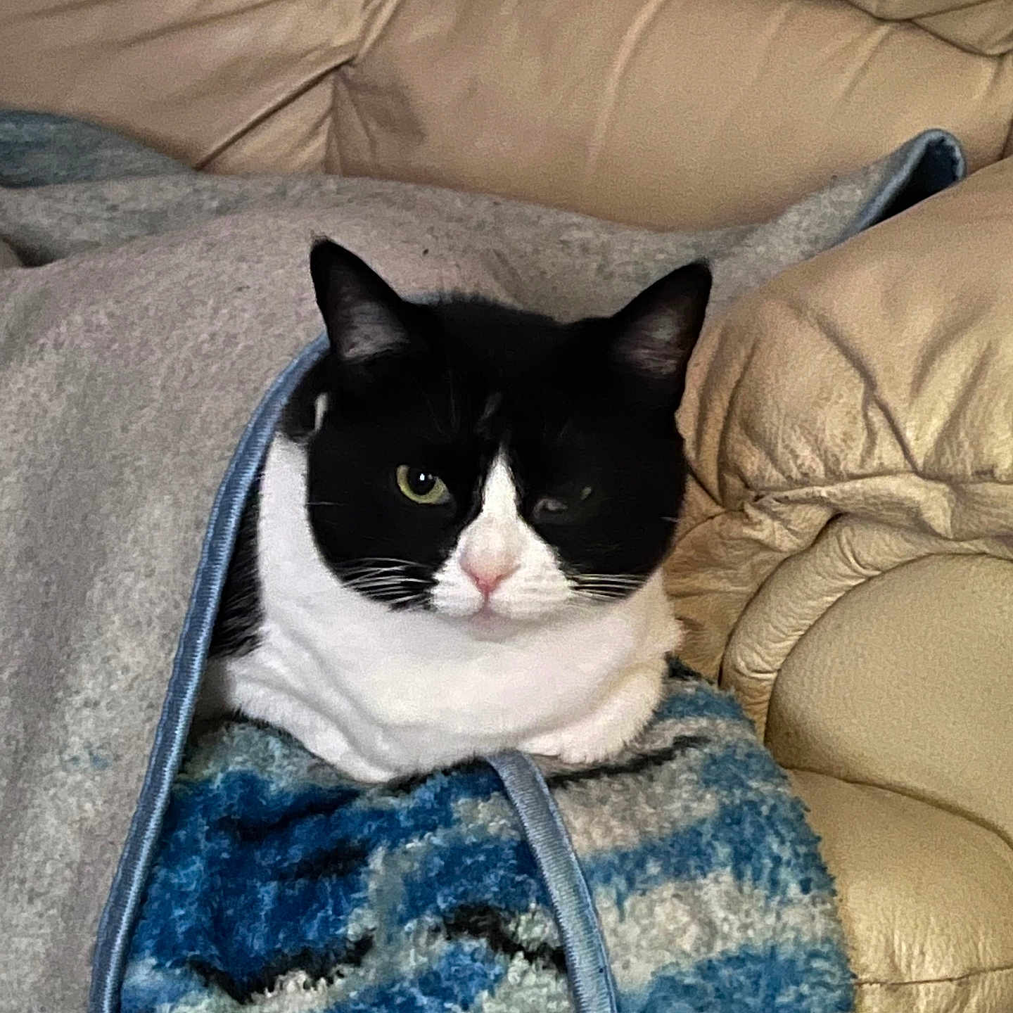 Minxie joined the competition — help win amazing prizes! animal, bed, bedroom, blanket, cat, chair, couch, cushion, furniture, homedecor, indoors, kitten, linen, manx, person, pet, quilt, room, sleeping, towel