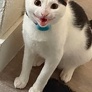 Max is registered to the contest to win money with this photo: cat, white_cat, black_spots, blue_collar, meowing, indoor, wooden_floor, rug, pet, animal, feline, curious, closeup, sitting, ears_up, floor, domestic_animal, whiskers, playful, alert