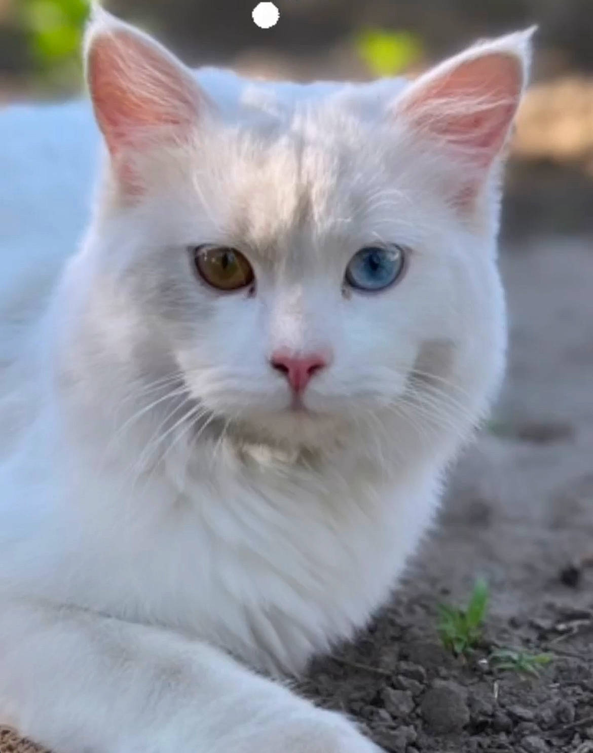 Boris joined the competition — help win amazing prizes! carnivore, cat, domestic_short_haired_cat, felidae, fur, grass, iris, small_to_medium_sized_cats, snout, tail, terrestrial_animal, tree, vehicle_registration_plate, whiskers