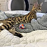 Stella is registered to the contest to win money with this photo: cat, kitten, spotted_cat, serval_cat, lying_down, bed, blanket, fluffy_blanket, toy, pom_pom_toy, indoor, bedroom, ring_light, door, furniture, animal, pet, profile_view, relaxed, cozy