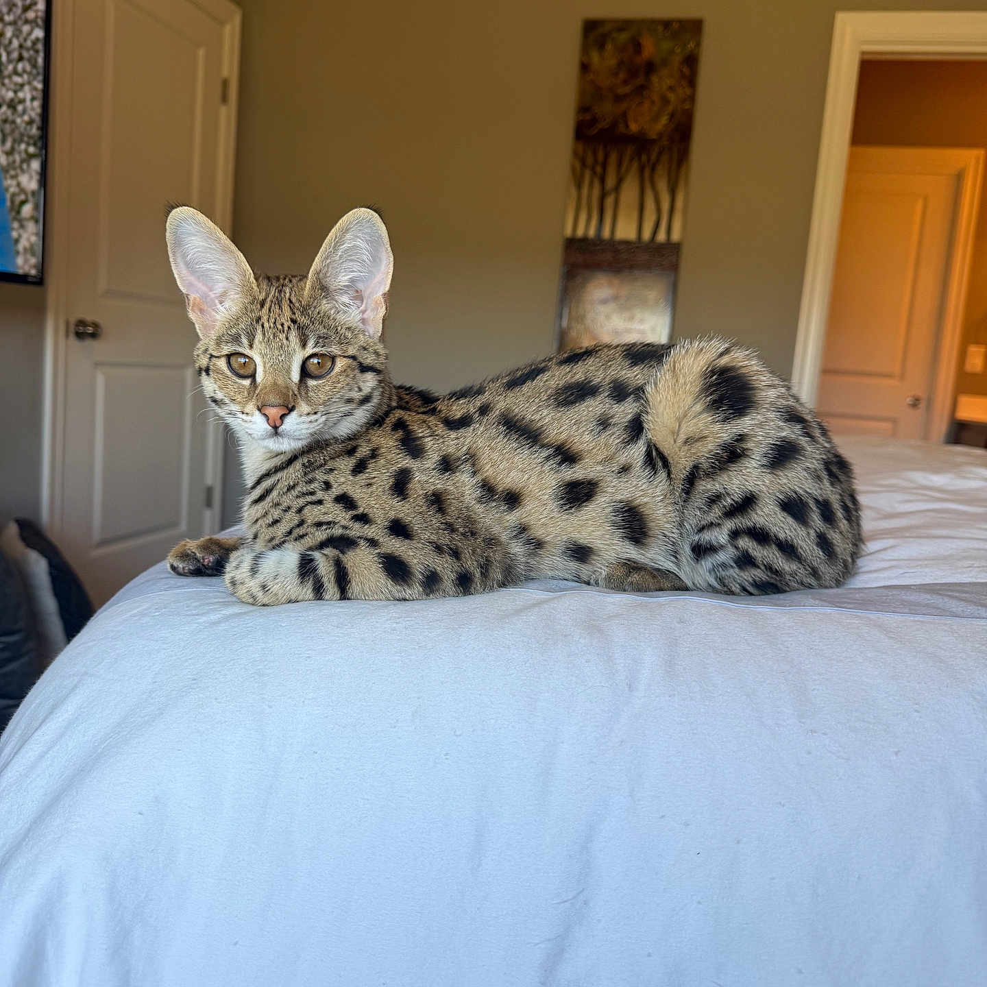 Stella