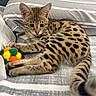 cat, kitten, bengal_cat, spotted_fur, striped_bedding, bed, toy, pom_pom, lying_down, indoor, pet, animal, whiskers, ears, tail, paws, feline, brown_fur, black_spots, cozy