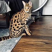 Stella joined the competition — help win amazing prizes! cat, bengal_cat, pet, animal, feline, spotted, striped, sitting, indoors, living_room, wooden_floor, rug, furniture, chair, person, black_clothing, tail, ears, portrait, home