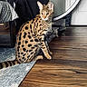 cat, bengal_cat, pet, animal, feline, spotted, striped, sitting, indoors, living_room, wooden_floor, rug, furniture, chair, person, black_clothing, tail, ears, portrait, home