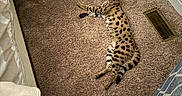 Stella is registered to the contest to win money with this photo: cat, spotted_cat, bengal_cat, pet, animal, lying_down, relaxed, carpet, bedroom, indoor, home, furniture, table, ball, air_vent, bedding, striped_tail, fur, leopard_pattern, cozy