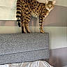 Stella is registered to the contest to win money with this photo: cat, spotted_cat, feline, pet, animal, standing, sofa, couch, blanket, indoor, home, portrait, striped_tail, ears, whiskers, eyes, fur, brown, gray, furniture